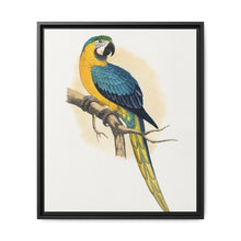 Blue and Yellow Macaw (Ara ararauna) colored wood-engraved plate by Alexander Francis Lydon - NOMADEN ART GALLERY