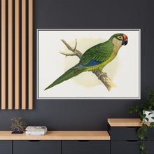 Golden-Crowned Conure (Aratinga auricapillus) colored wood-engraved plate by Alexander Francis Lydon