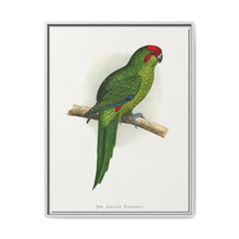 New Zealand Parrakeet (Cyanoramphus novaezelandiae) colored wood-engraved plate by Alexander Francis Lydon - NOMADEN ART GALLERY