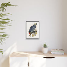 Grey Parrot (Psittacus erithacus) colored wood-engraved plate by Alexander Francis Lydon.