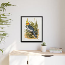 Cockatiel (Nymphicus hollandicus) colored wood-engraved plate by Alexander Francis Lydon