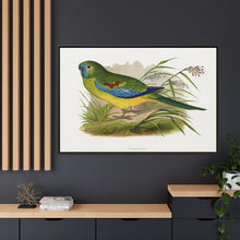 Turquoisine (Neophema pulchella) colored wood-engraved plate by Alexander Francis Lydon