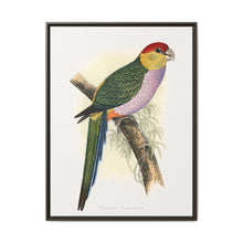 Pileated Parrakeet (Pionopsitta pileata) colored wood-engraved plate by Alexander Francis Lydon. - NOMADEN ART GALLERY
