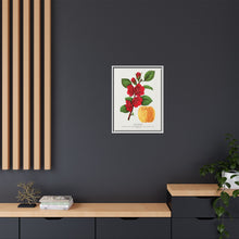 Japan Quince tree lithograph. Digitally enhanced from our own original 1900 edition plates of Botanical Specimen published by Rochester Lithographing