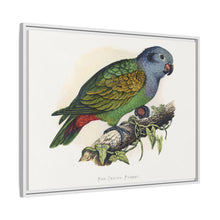 Red-Vented Parrot (Amazona martinicana) colored wood-engraved plate by Alexander Francis Lydon