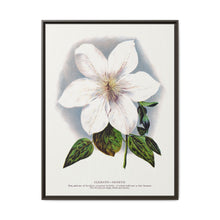 Clematis flower lithograph. Digitally enhanced from our own original 1900 edition plates of Botanical Specimen published by Rochester Lithographing - NOMADEN ART GALLERY