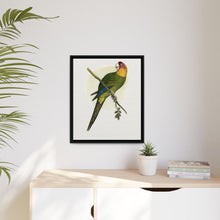 Carolina Parrot (Conuropsis carolinensis) colored wood-engraved plate by Alexander Francis Lydon.