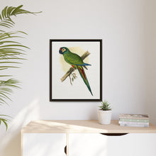 llliger's Macaw (Primolius maracana) colored wood-engraved plate by Alexander Francis Lydon