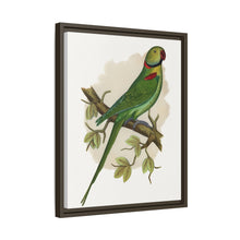 Alexandrine Parakeet (Psittacula eupatria) colored wood-engraved plate by Alexander Francis Lydon.