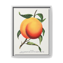 Foster peach lithograph. Digitally enhanced from our own original 1900 edition plates of Botanical Specimen published by Rochester Lithographing - NOMADEN ART GALLERY