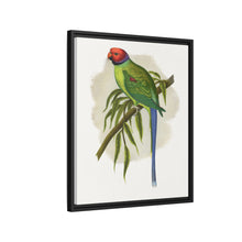 Blossom-Headed Parrakeet (Psittacula roseata) colored wood-engraved plate by Alexander Francis Lydon.