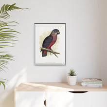 Dusky or Violet Parrot (Pionus fuscus) colored wood-engraved plate by Alexander Francis Lydon.