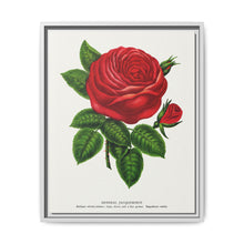 Red rose, General Jacquemont flower lithograph. Digitally enhanced from our own original 1900 edition plates of Botanical Specimen published by Rochester Lithographing - NOMADEN ART GALLERY