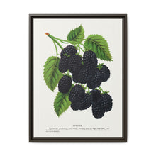 Snyder Blackberry lithograph from Botanical Specimen published by Rochester Lithographing - NOMADEN ART GALLERY