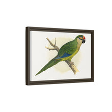 Golden-Crowned Conure (Aratinga auricapillus) colored wood-engraved plate by Alexander Francis Lydon