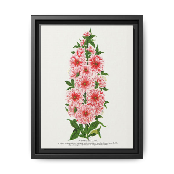 Prunus Triloba flower lithograph. Digitally enhanced from our own original 1900 edition plates of Botanical Specimen published by Rochester Lithographing - NOMADEN ART GALLERY