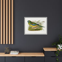 Turquoisine (Neophema pulchella) colored wood-engraved plate by Alexander Francis Lydon