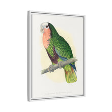 Red-Throated White-Fronted Amazon (Amazona leucocephala) colored wood-engraved plate by Alexander Francis Lydon.
