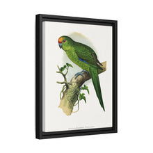 Golden-Crowned Parrakeet (Cyanoramphus auriceps) colored wood-engraved plate by Alexander Francis Lydon