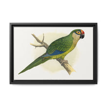 Golden-Crowned Conure (Aratinga auricapillus) colored wood-engraved plate by Alexander Francis Lydon - NOMADEN ART GALLERY