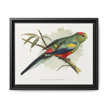 Many-Coloured Parrakeet (Psephotellus varius) colored wood-engraved plate by Alexander Francis Lydon - NOMADEN ART GALLERY