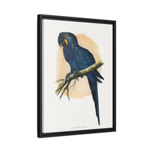 Hyacinthine Macaw (Anodorhynchus hyacinthinus) colored wood-engraved plate by Alexander Francis Lydon.