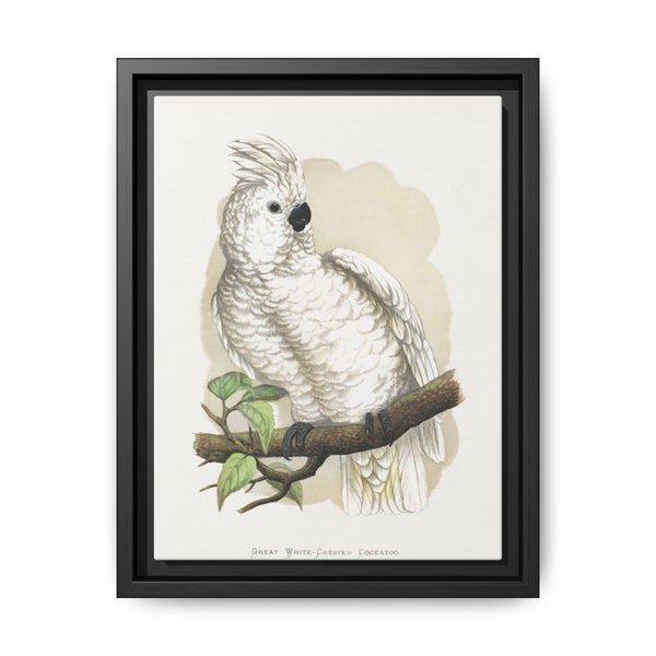 Great White-Crested Cockatoo (Cacatua alba) colored wood-engraved plate by Alexander Francis Lydon - NOMADEN ART GALLERY