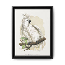 Great White-Crested Cockatoo (Cacatua alba) colored wood-engraved plate by Alexander Francis Lydon - NOMADEN ART GALLERY