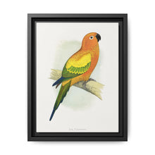 Sun Parrakeet (Aratinga solstitialis) colored wood-engraved plate by Alexander Francis Lydon - NOMADEN ART GALLERY