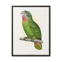 Jamaica Parrot (Amazona collaria) colored wood-engraved plate by Alexander Francis Lydon - NOMADEN ART GALLERY