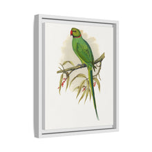 Ring-Necked or Bengal Parakeet (Psittacula columboides) colored wood-engraved plate by Alexander Francis Lydon