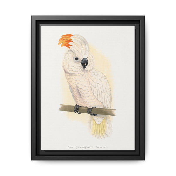 Great Salmon-Crested Cockatoo (CACATUA MOLUCCENSIS) colored wood-engraved plate by Alexander Francis Lydon. - NOMADEN ART GALLERY