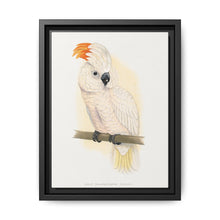 Great Salmon-Crested Cockatoo (CACATUA MOLUCCENSIS) colored wood-engraved plate by Alexander Francis Lydon. - NOMADEN ART GALLERY