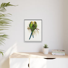 Budgerigar (Melopsittacus undulatus) colored wood-engraved plate by Alexander Francis Lydon
