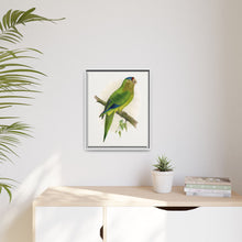 Petz's Conure (Aratinga canicularis) colored wood-engraved plate by Alexander Francis Lydon