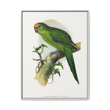 Golden-Crowned Parrakeet (Cyanoramphus auriceps) colored wood-engraved plate by Alexander Francis Lydon - NOMADEN ART GALLERY
