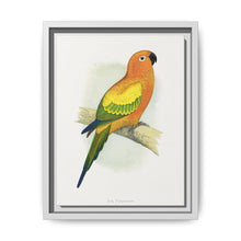 Sun Parrakeet (Aratinga solstitialis) colored wood-engraved plate by Alexander Francis Lydon - NOMADEN ART GALLERY