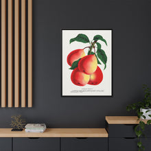 Vermont Beauty pear lithograph. Digitally enhanced from our own original 1900 edition plates of Botanical Specimen published by Rochester Lithographing