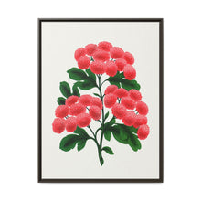 Paul's New Double Flowering Thorn lithograph. Digitally enhanced from our own original 1900 edition plates of Botanical Specimen published by Rochester Lithographing - NOMADEN ART GALLERY
