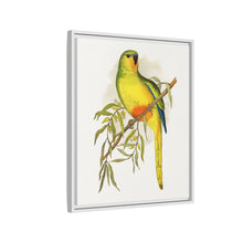Orange-Bellied Parrakeet (Neophema chrysogaster) colored wood-engraved plate by Alexander Francis Lydon.