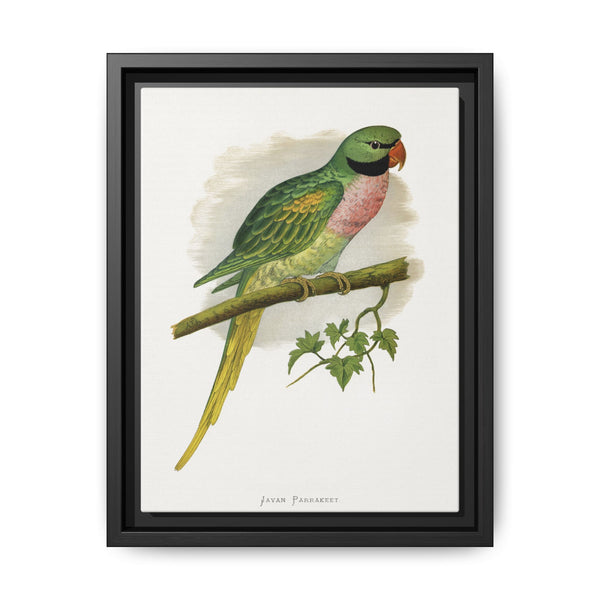 Javan Parrakeet (Psittacula alexandri) colored wood-engraved plate by Alexander Francis Lydon. - NOMADEN ART GALLERY