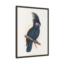 Great Black Cockatoo (Probosciger aterrimus) colored wood-engraved plate by Alexander Francis Lydon