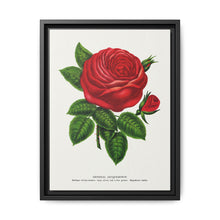 Red rose, General Jacquemont flower lithograph. Digitally enhanced from our own original 1900 edition plates of Botanical Specimen published by Rochester Lithographing - NOMADEN ART GALLERY