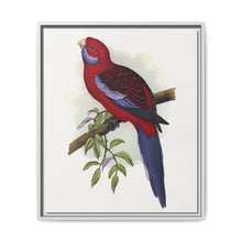 Pennant's Parrakeet (Platycercus elegans) colored wood-engraved plate by Alexander Francis Lydon - NOMADEN ART GALLERY