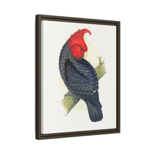 Gang-Gang Cockatoo (Callocephalon fimbriatum) colored wood-engraved plate by Alexander Francis Lydon