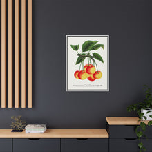 Gov Wood cherry lithograph. Digitally enhanced from our own original 1900 edition plates of Botanical Specimen published by Rochester Lithographing