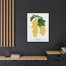 White Grape Lithograph | Vintage Botanical Wall Art Print