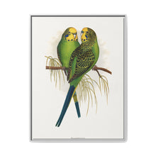 Budgerigar (Melopsittacus undulatus) colored wood-engraved plate by Alexander Francis Lydon - NOMADEN ART GALLERY