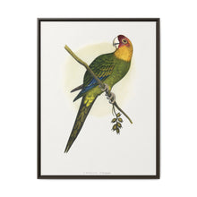Carolina Parrot (Conuropsis carolinensis) colored wood-engraved plate by Alexander Francis Lydon. - NOMADEN ART GALLERY