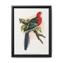 Rose-Hill or Rosella Parrakeet (Platycercus eximius) colored wood-engraved plate by Alexander Francis Lydon - NOMADEN ART GALLERY